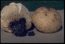 Calvatia booniana image