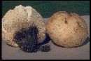 Calvatia booniana image