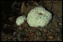 Calvatia booniana image