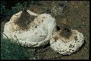 Calvatia booniana image