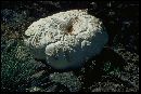 Calvatia booniana image