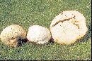 Calvatia booniana image