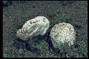 Calvatia cyathiformis f. fragilis image