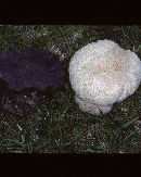 Calvatia cyathiformis image