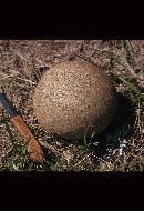 Calvatia cyathiformis image