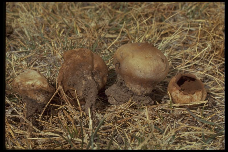 Calvatia pallida image