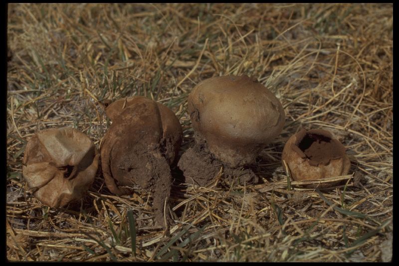 Calvatia pallida image