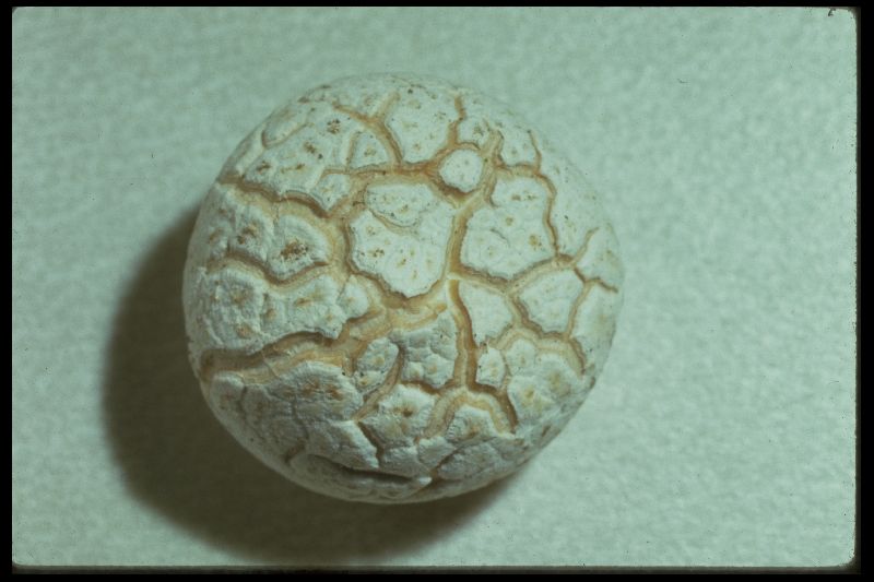 Calvatia pallida image