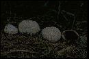 Lycoperdon subcretaceum image