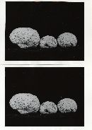 Lycoperdon subcretaceum image