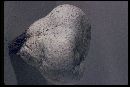 Lycoperdon utriforme image