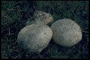 Lycoperdon utriforme image