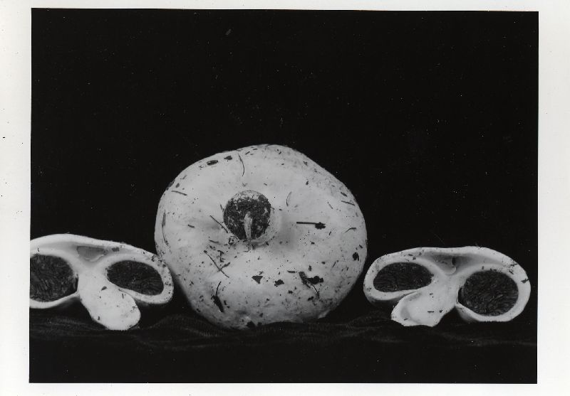 Agaricus inapertus image