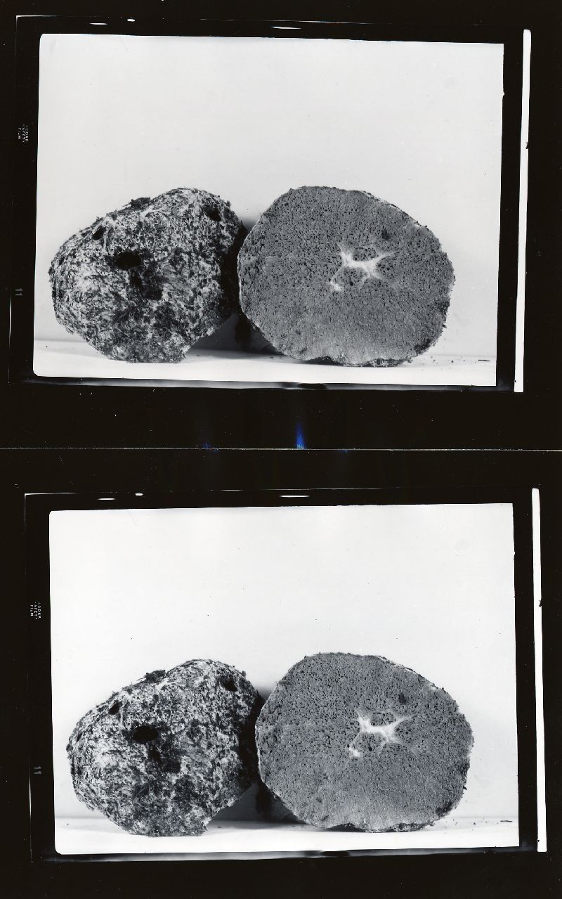 Gautieria graveolens image