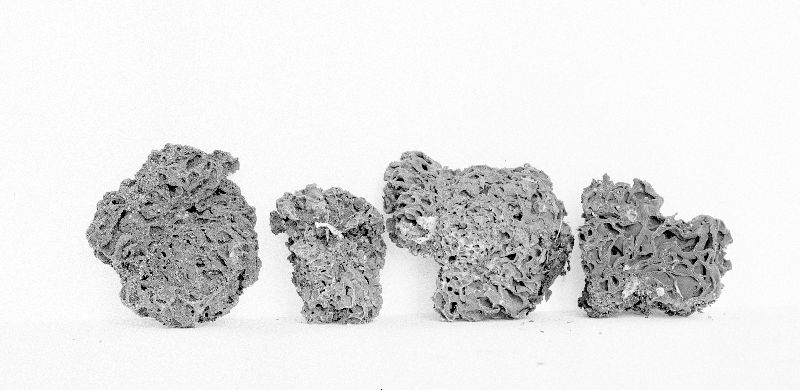 Gautieria morchelliformis image