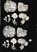 Gautieria morchelliformis image