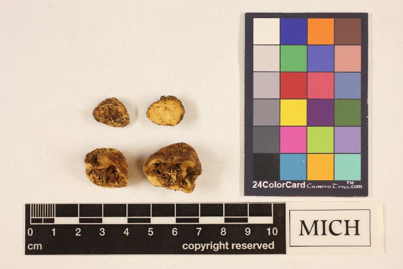 Gymnomyces ferruginascens image