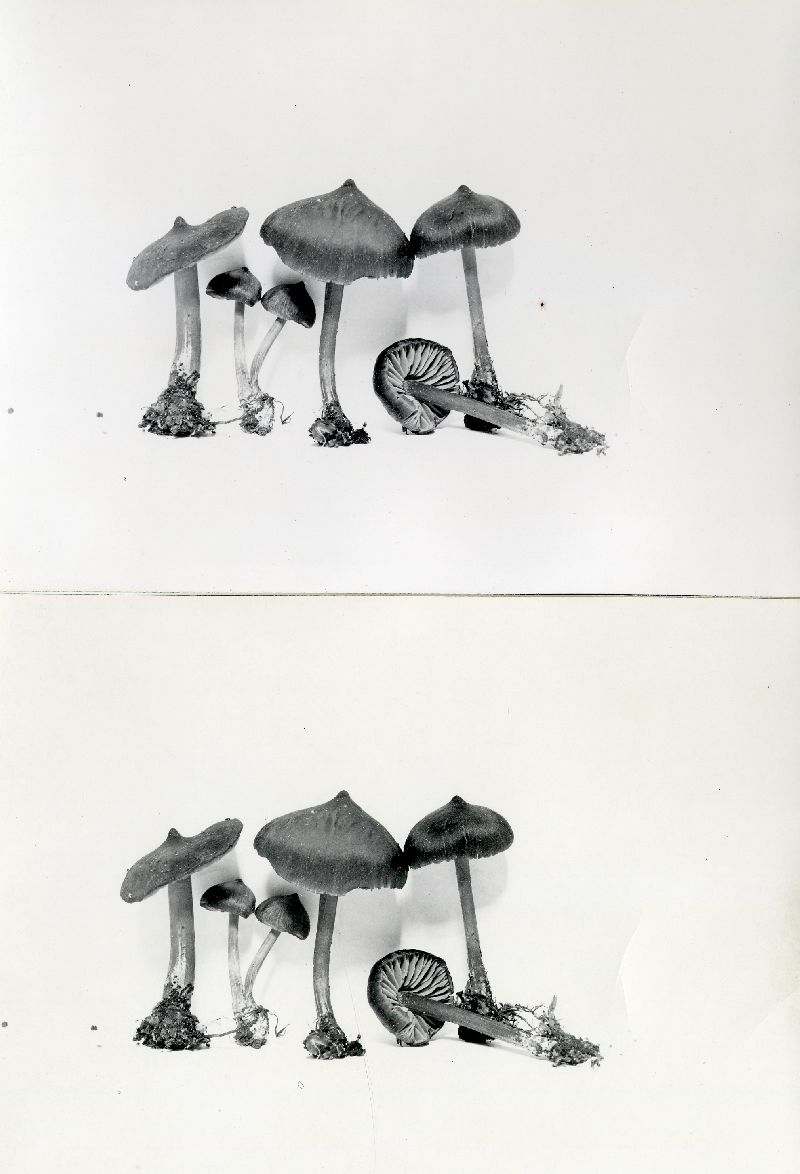 Nolanea pseudopapillata image