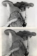 Entoloma sericatum image