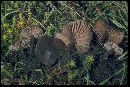 Entoloma sericeum image