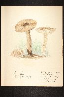 Entoloma ferruginans image