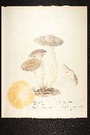 Entoloma ferruginans image