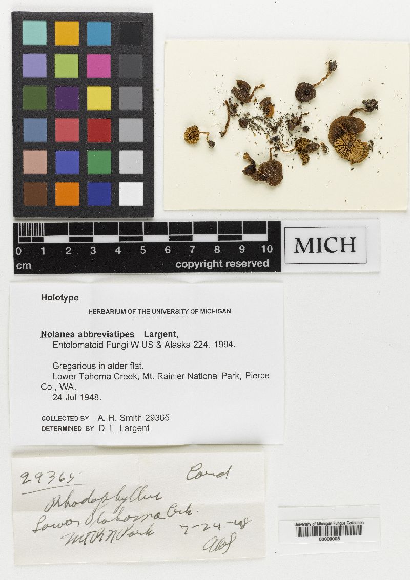 Nolanea abbreviatipes image
