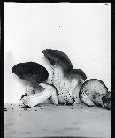 Entoloma lividoalbum image