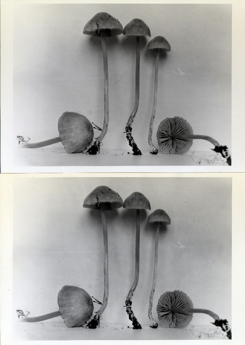 Entoloma rhombisporum var. rhombisporum image