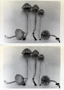 Entoloma rhombisporum image