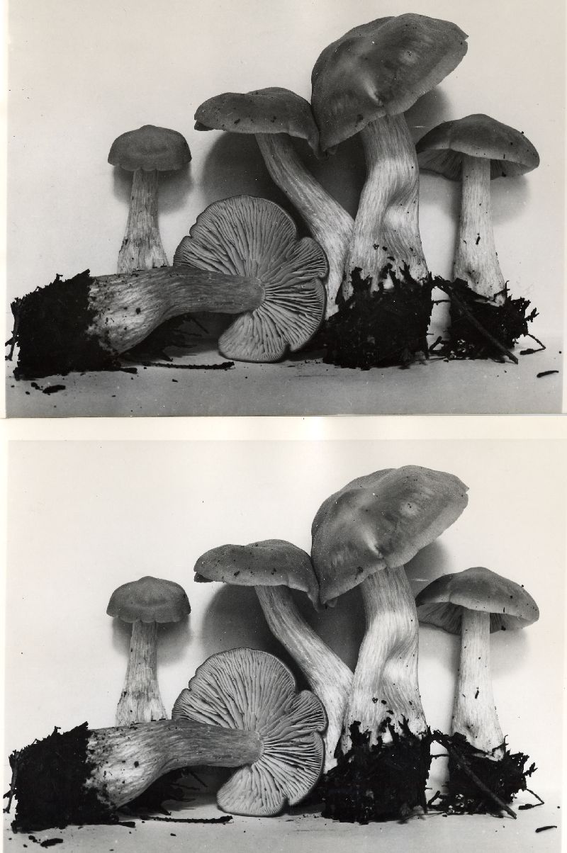 Entoloma griseoavellaneum image