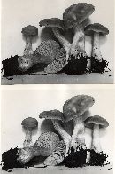 Entoloma griseoavellaneum image