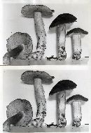 Entoloma bloxami image