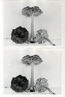 Entoloma lividoalbum image