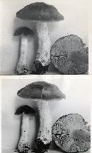 Entoloma lividoalbum image