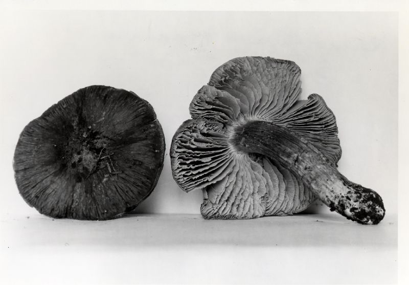 Entoloma bloxami image