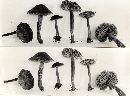 Entoloma asprellum image