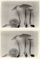 Entoloma rhodopolium image