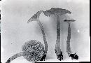 Entoloma rhodopolium image