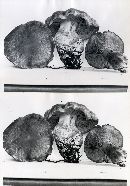 Cortinarius variipes image