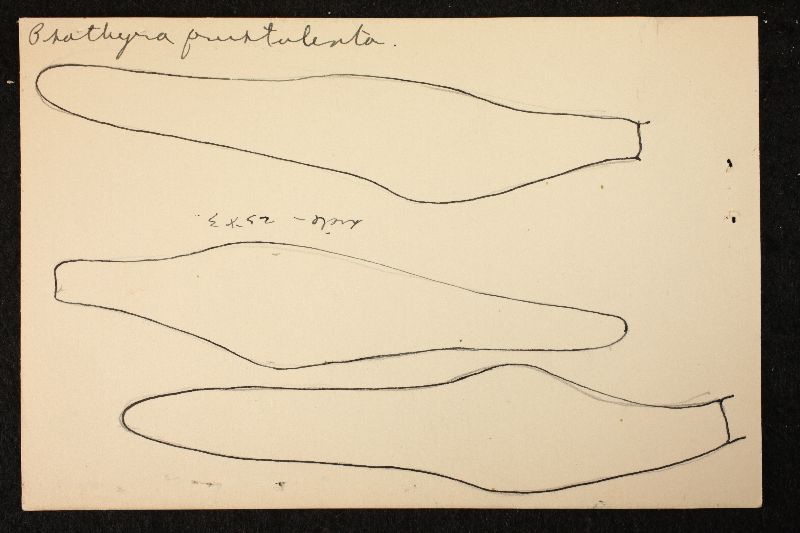 Psathyrella frustulenta image