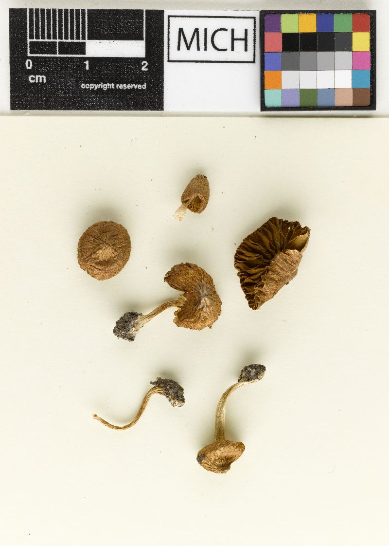 Inocybe diabolica image