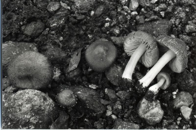 Inocybe diabolica image