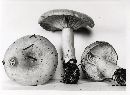 Lactarius affinis image