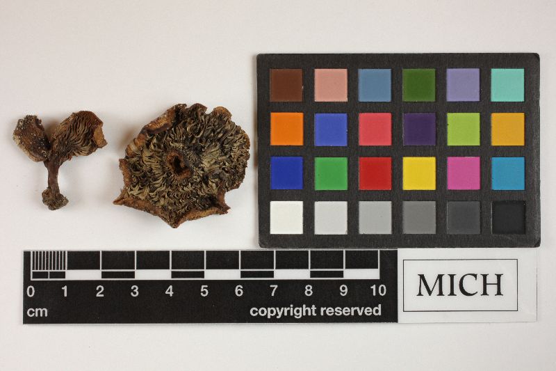 Lactarius akahatsu image