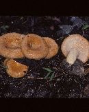 Lactarius agglutinatus image