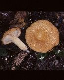 Lactarius agglutinatus image