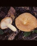 Lactarius agglutinatus image