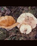 Lactarius agglutinatus image