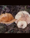 Lactarius agglutinatus image